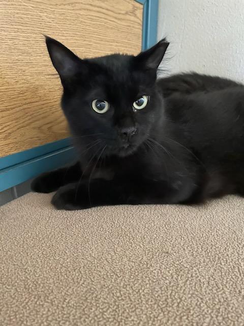 Shade & Shadow, a ADOPTABLE mixed breed in Gig Harbor, WA image 4/6