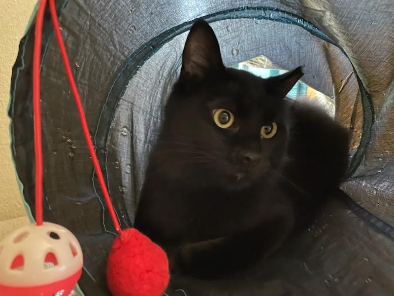 Shade & Shadow, a ADOPTABLE mixed breed in Gig Harbor, WA image 3/6