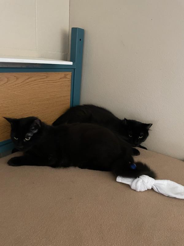 Shade & Shadow, ADOPTABLE, Young Male Domestic Long Hair & Maine Coon.
