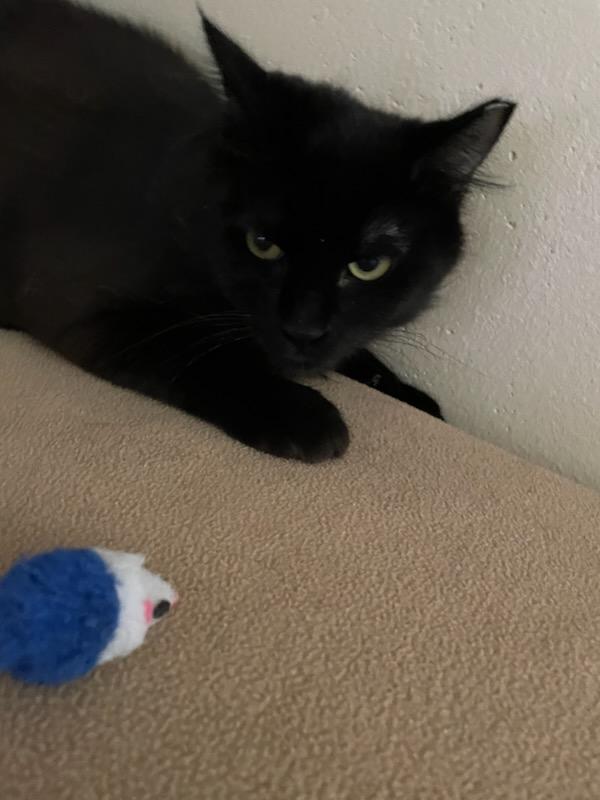 Shade & Shadow, a ADOPTABLE mixed breed in Gig Harbor, WA image 5/6