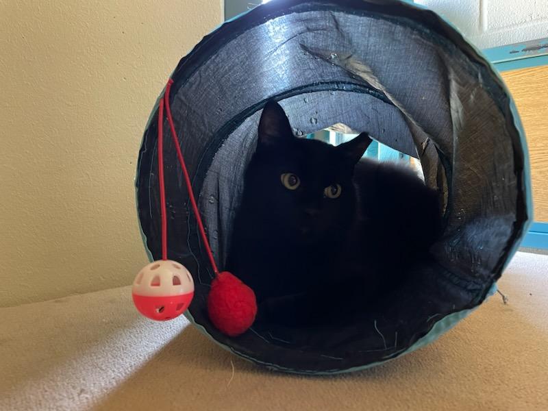 Shade & Shadow, a ADOPTABLE mixed breed in Gig Harbor, WA image 6/6