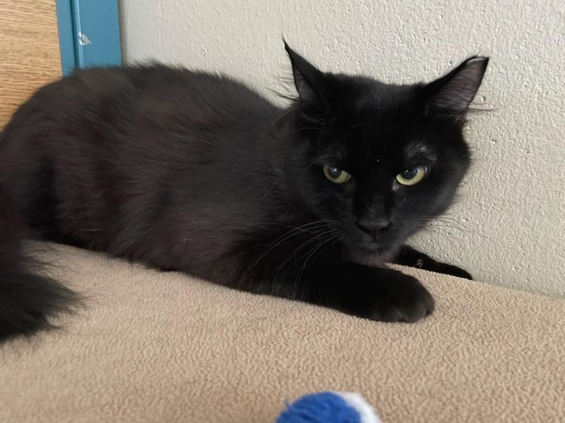 Shade & Shadow, a ADOPTABLE mixed breed in Gig Harbor, WA image 2/6