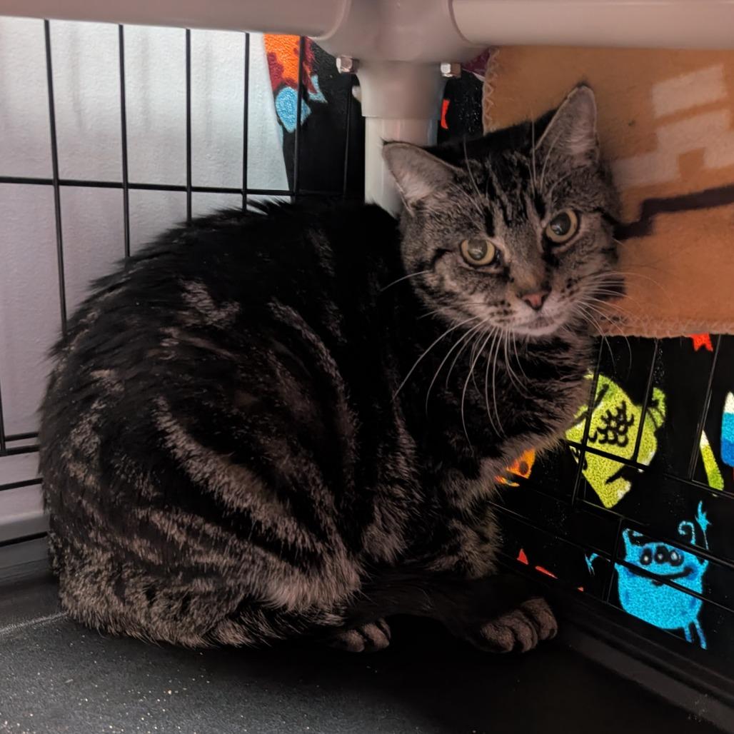Tigger, Adoptable, Adult Female Domestic Short Hair.