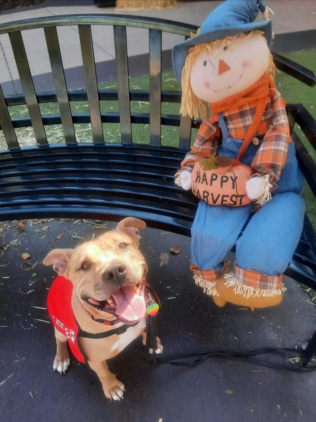 Honey Bunny, Adoptable, Adult Female American Staffordshire Terrier.