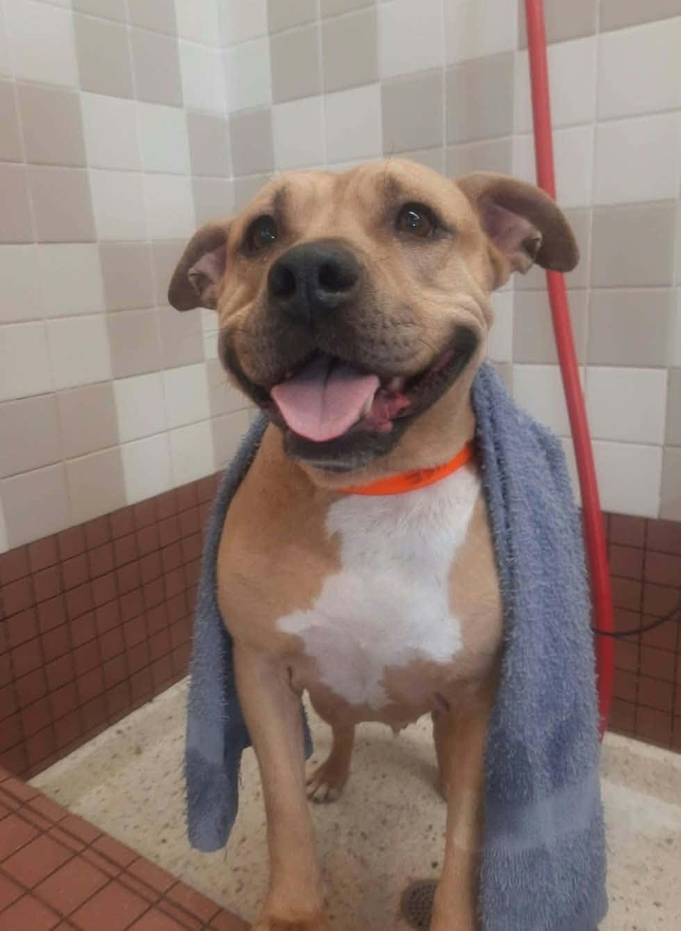 Enlarge Honey Bunny, a Adoptable mixed breed in Wilton, CA image 2/6