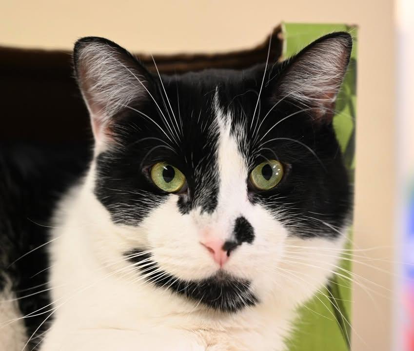 Cachou, Adopted, Adult Male Domestic Short Hair.