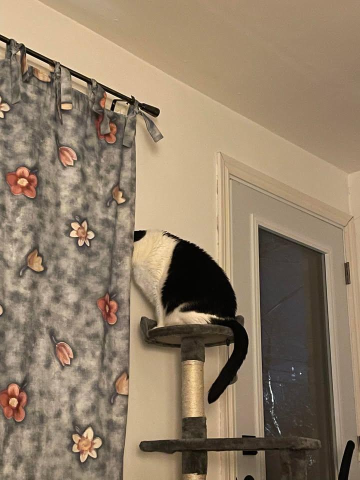 Enlarge Cachou, a Adopted Domestic Short Hair in Montreal-Nord, QC image 2/6