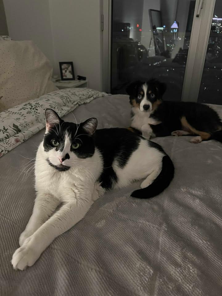 Enlarge Cachou, a Adopted Domestic Short Hair in Montreal-Nord, QC image 4/6