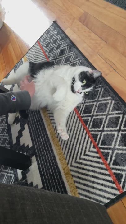 Enlarge Cachou, a Adopted Domestic Short Hair in Montreal-Nord, QC video 5/6