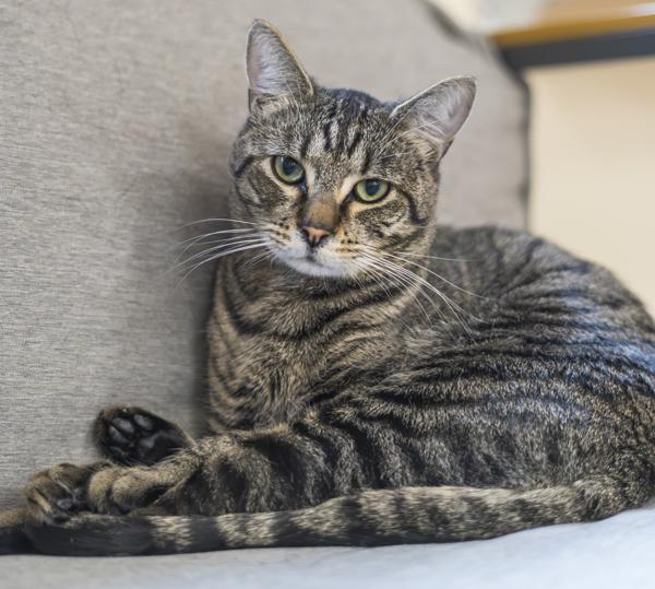 Inigo Montoya, Adoptable, Young Male Domestic Short Hair.