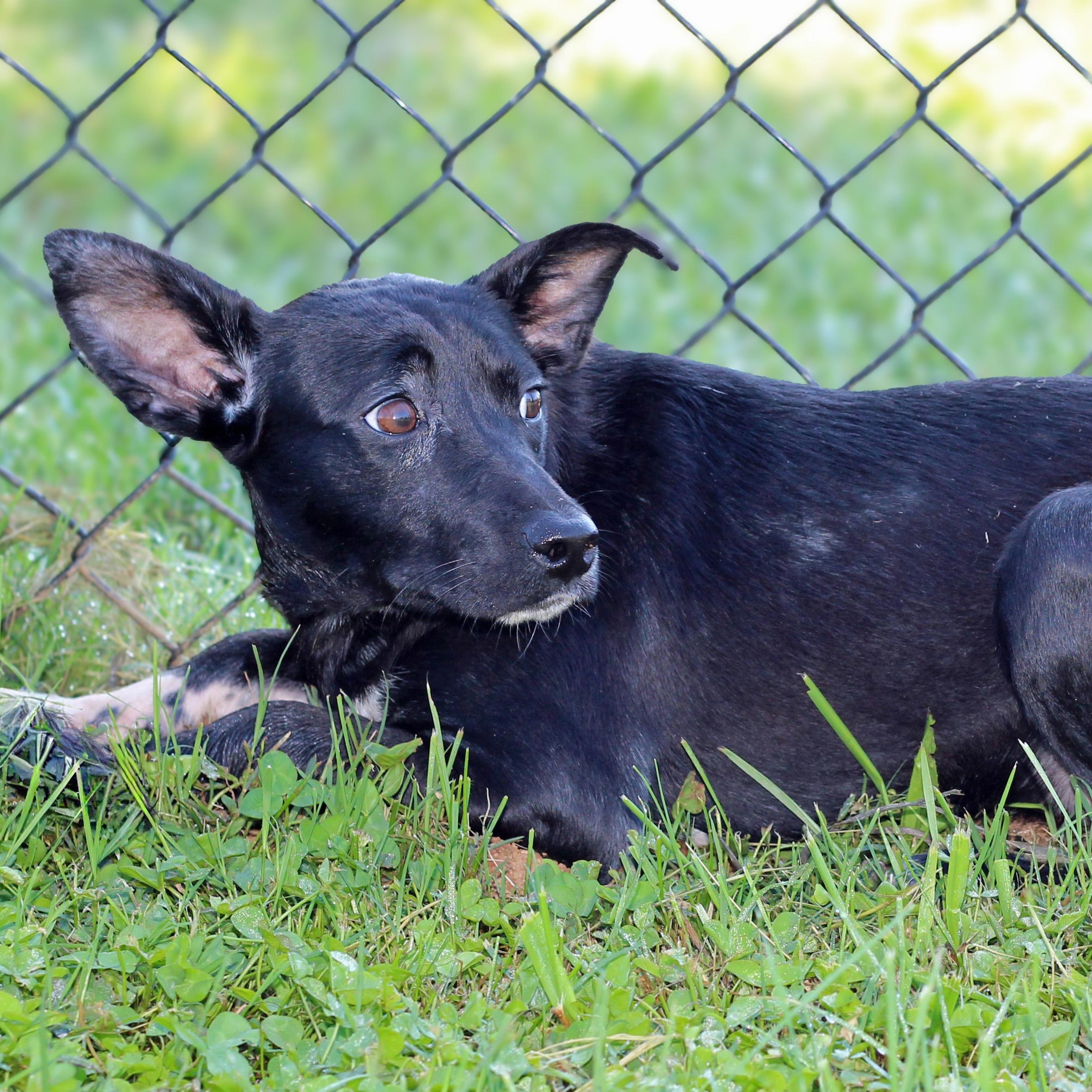 Enlarge Rose, a ADOPTABLE mixed breed in Lebanon, TN image 4/6