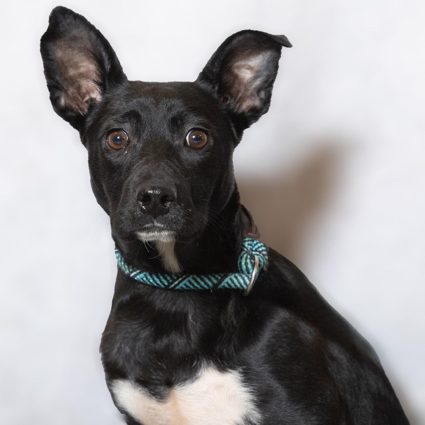 Rose, ADOPTABLE, Puppy Female Shepherd.