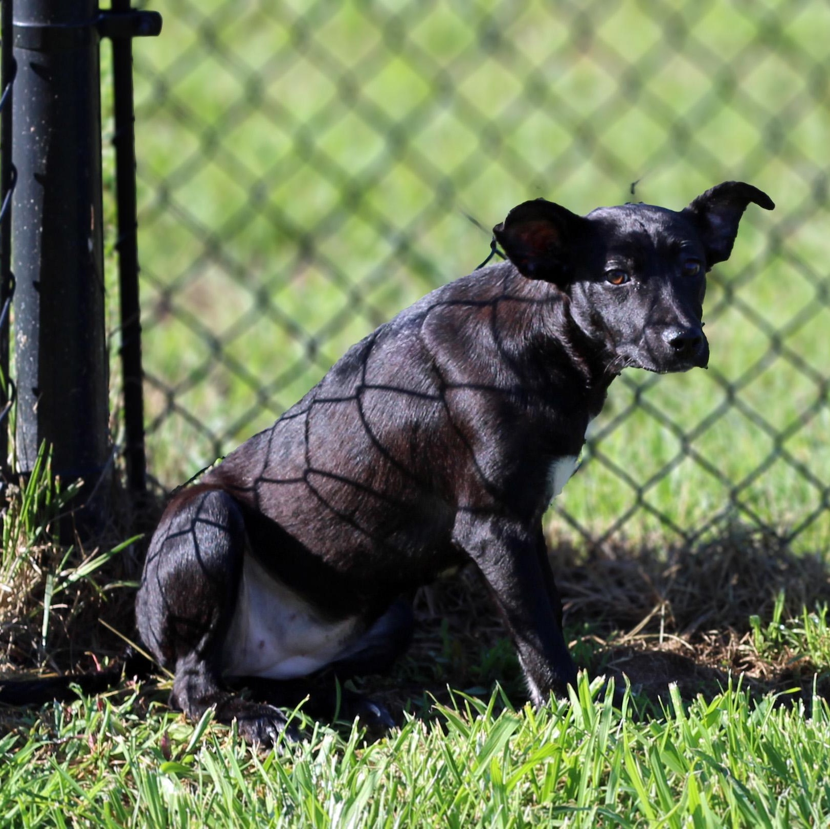 Enlarge Rose, a ADOPTABLE mixed breed in Lebanon, TN image 3/6