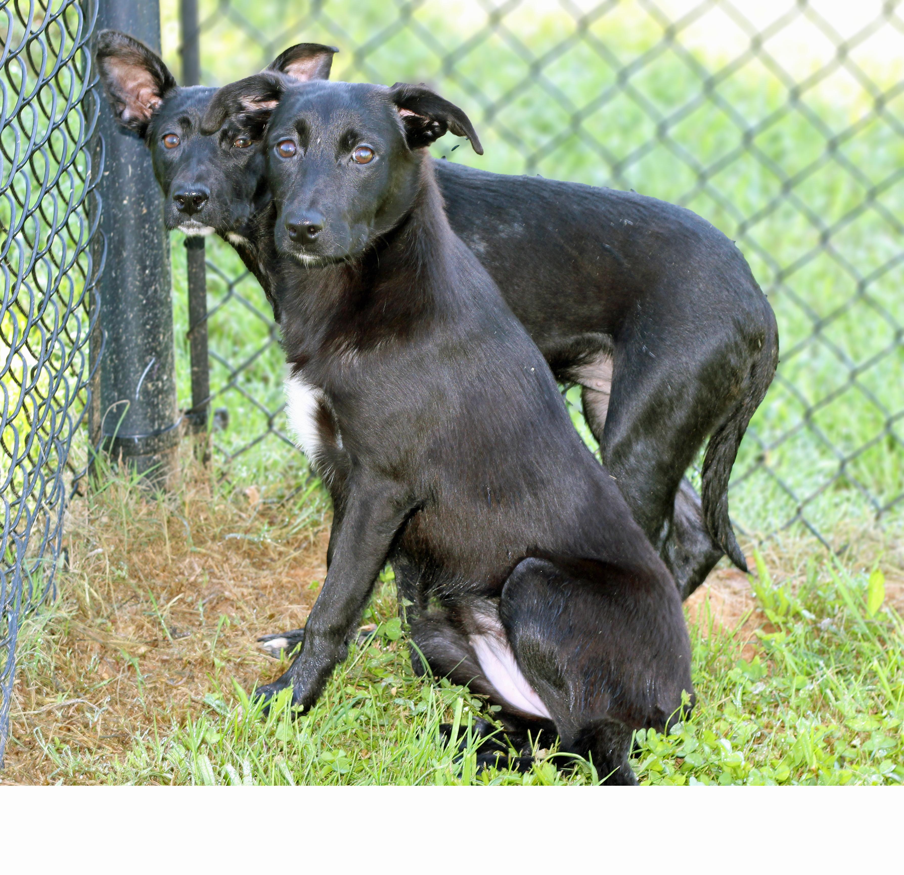 Enlarge Rose, a ADOPTABLE mixed breed in Lebanon, TN image 5/6