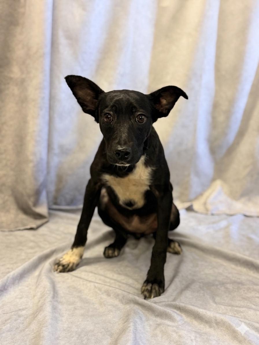 Enlarge Rose, a ADOPTABLE mixed breed in Lebanon, TN image 1/1