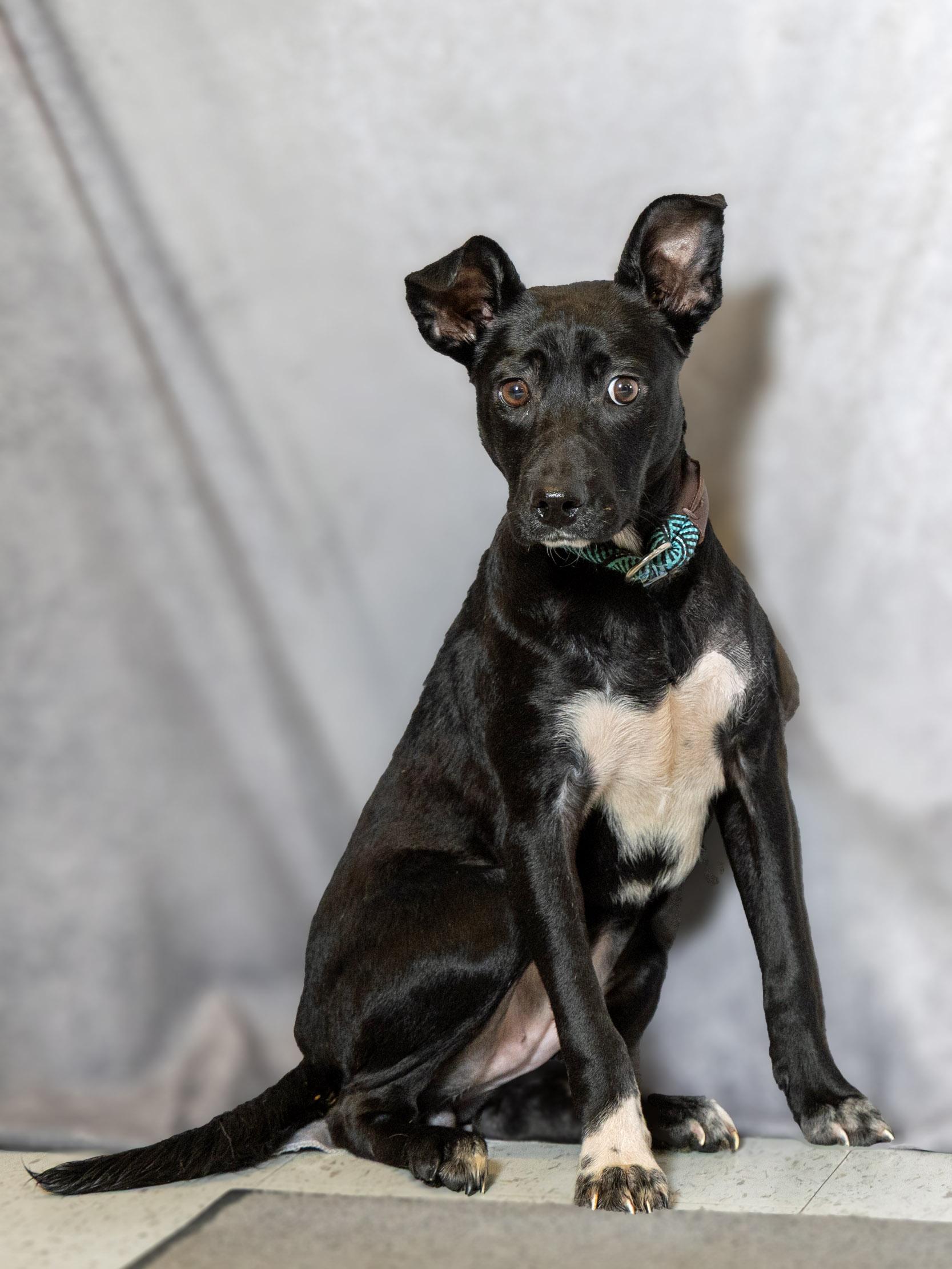 Enlarge Rose, a ADOPTABLE mixed breed in Lebanon, TN image 2/6