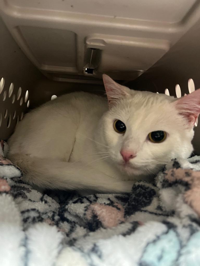 Icy, Adoptable, Adult Male Domestic Short Hair.