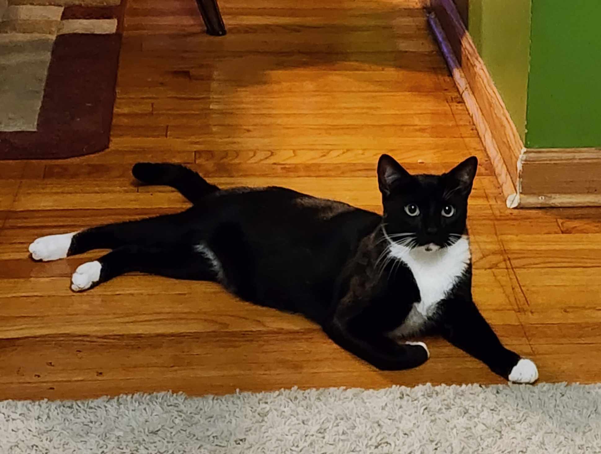 Chester & Elvis, a Adoptable American Shorthair in Woodmere, NY image 4/5