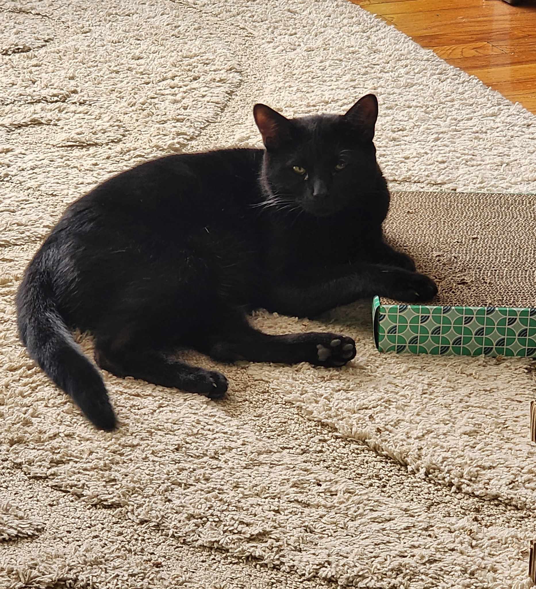 Chester & Elvis, a Adoptable American Shorthair in Woodmere, NY image 2/5