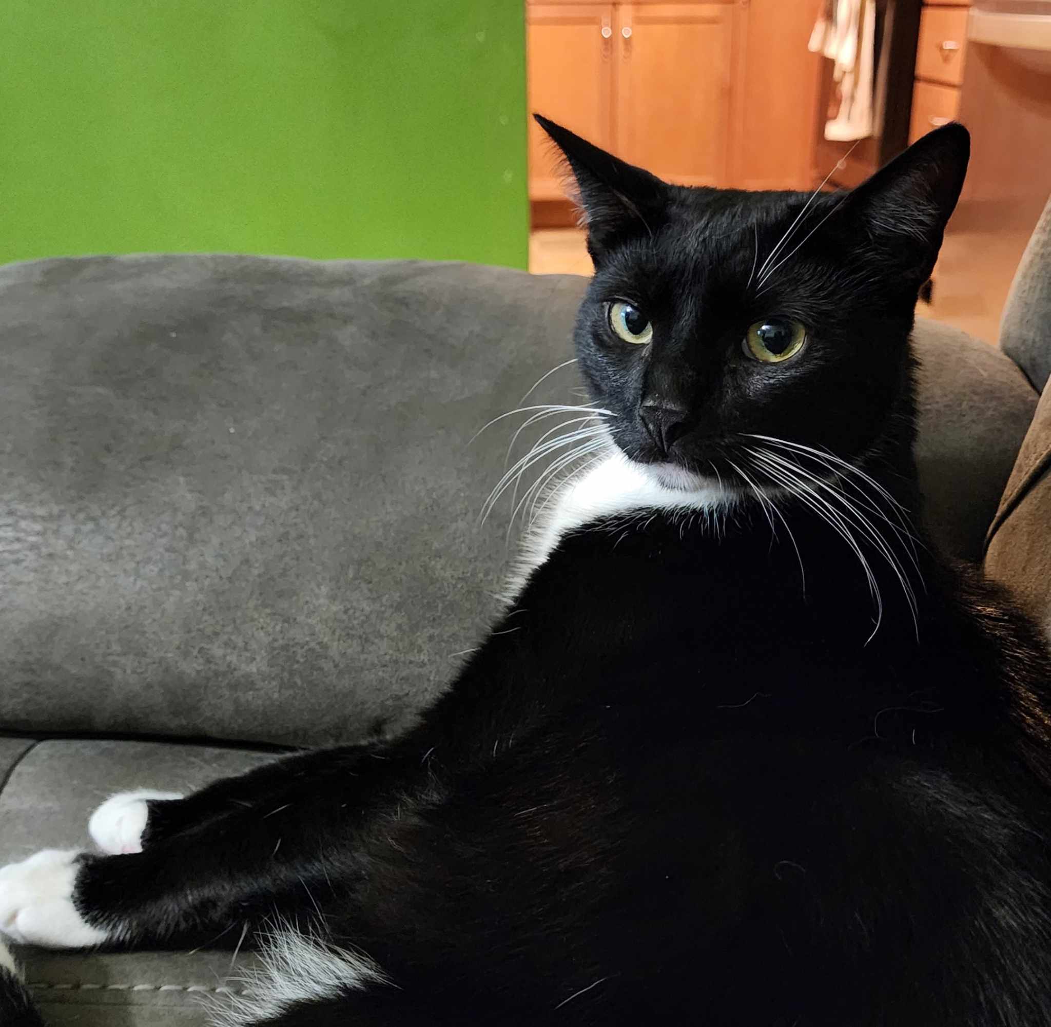 Chester & Elvis, Young Male unknown