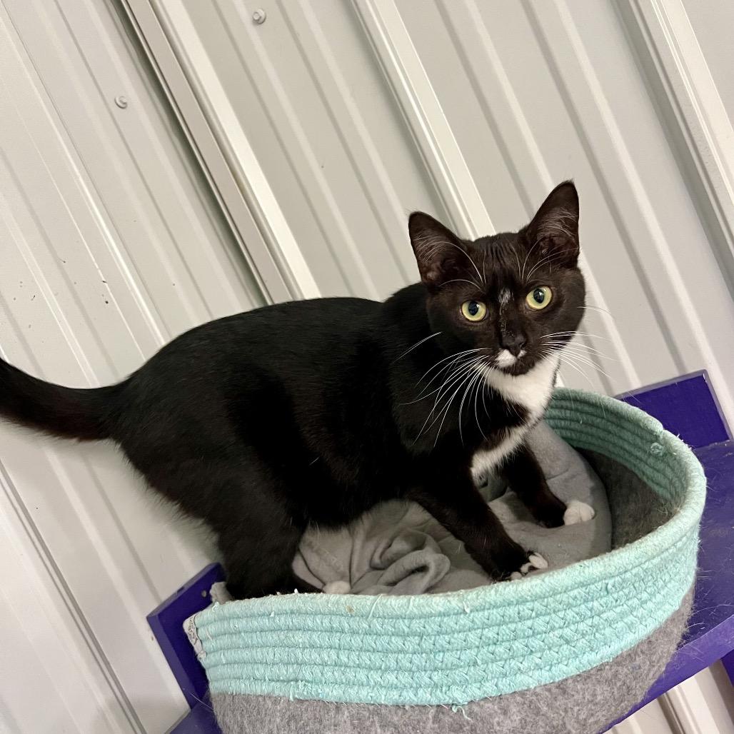Edwina, Adoptable, Adult Female Domestic Short Hair.