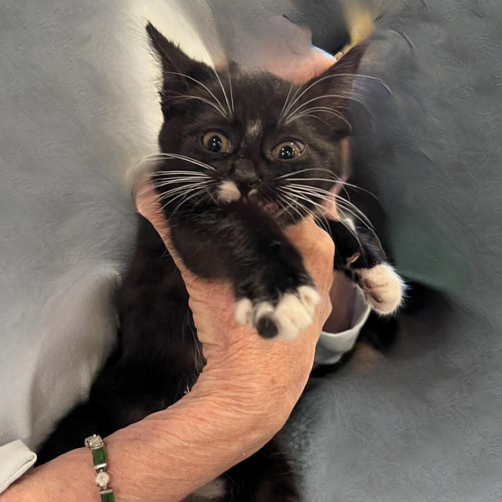 Enlarge Edwina, a Adoptable Domestic Short Hair in Blairsville, GA image 2/4