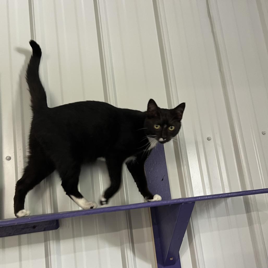 Enlarge Edwina, a Adoptable Domestic Short Hair in Blairsville, GA image 3/4