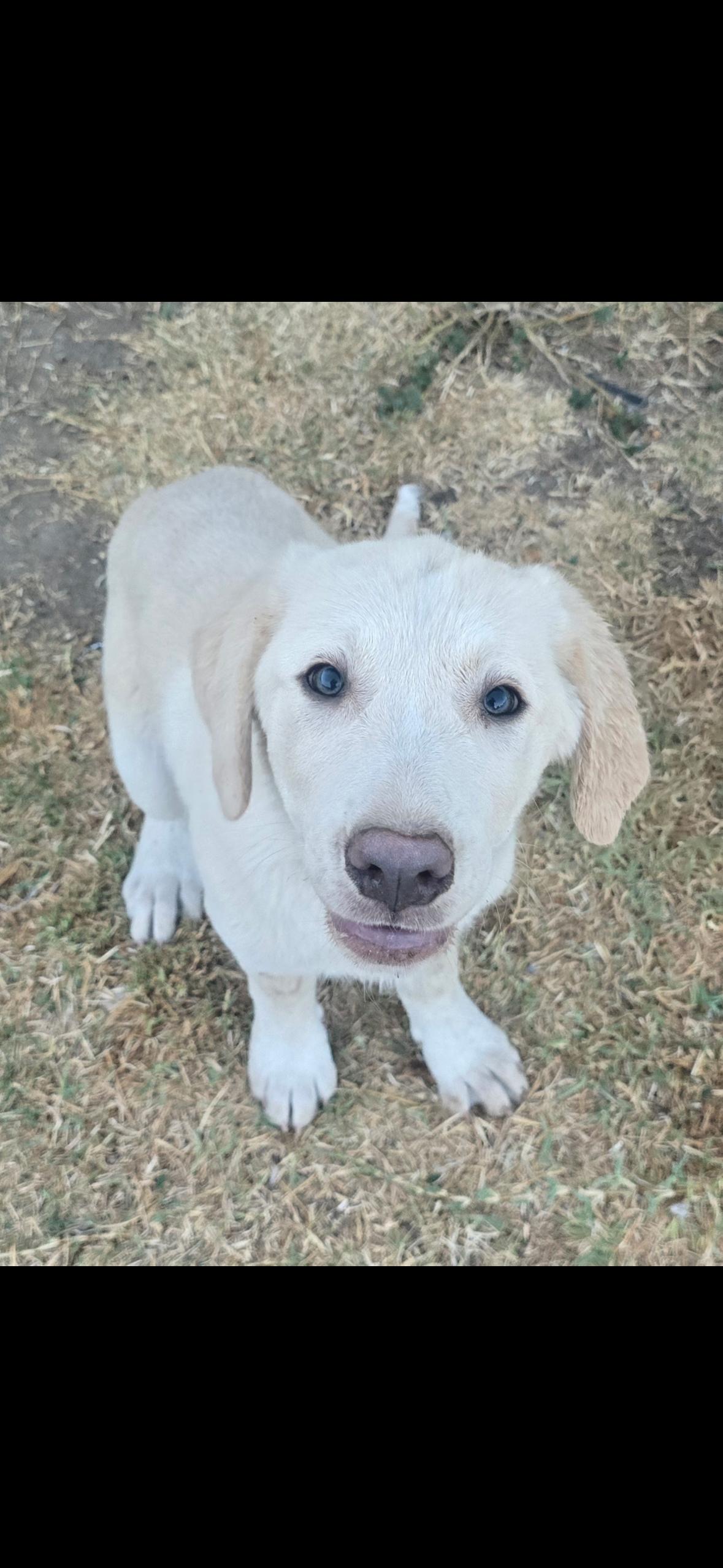 Adopt Iris
