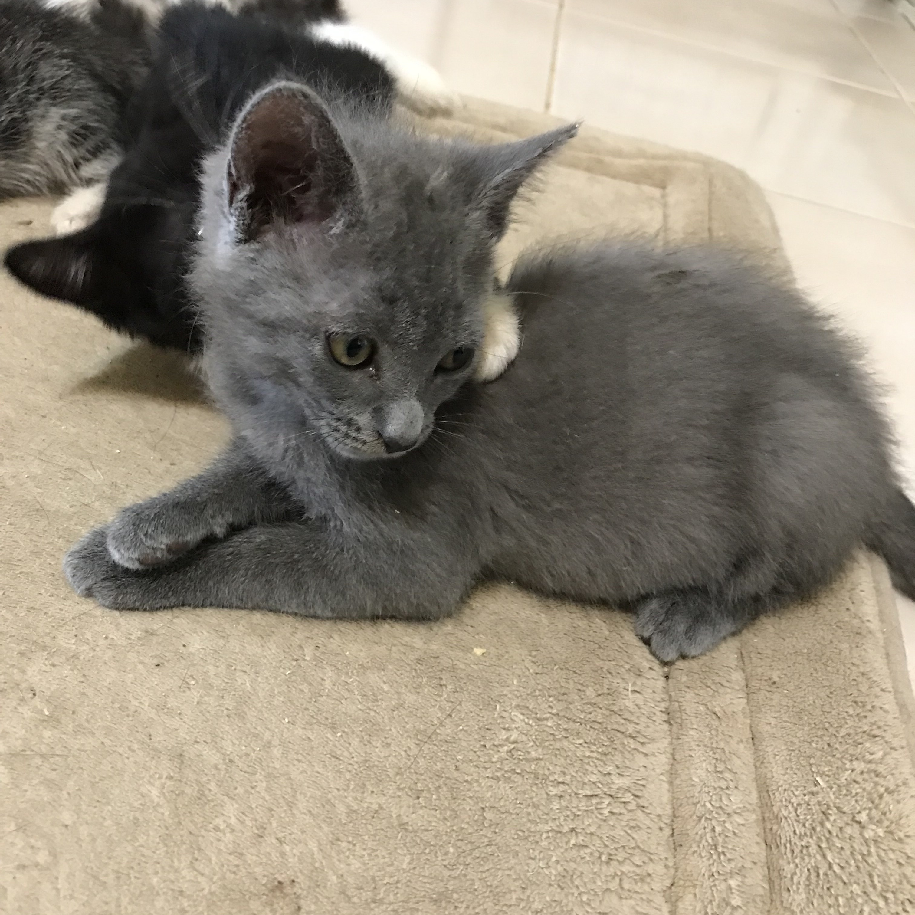 Cat for adoption Celine & Adele BONDED, a Domestic Short Hair