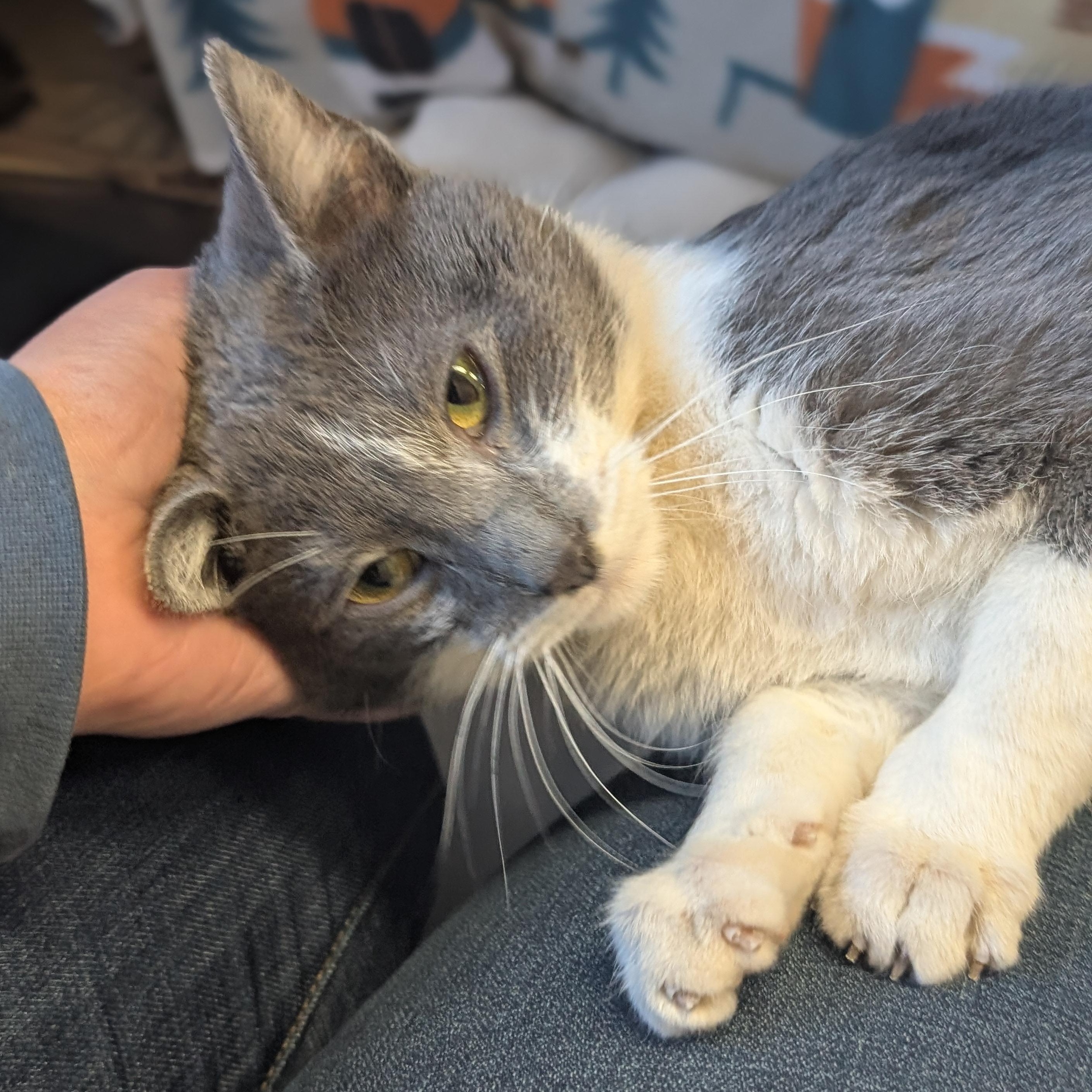 Enlarge Noodle, an adopted Domestic Short Hair in Jefferson, WI image 2/2