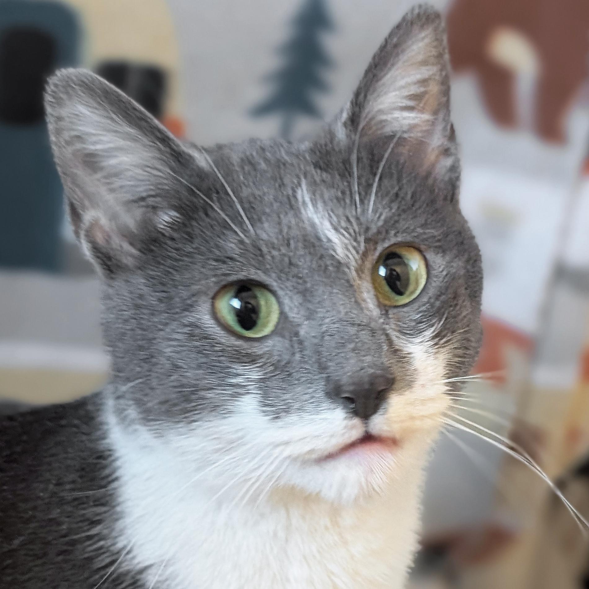 Enlarge Noodle, an adopted Domestic Short Hair in Jefferson, WI image 1/2