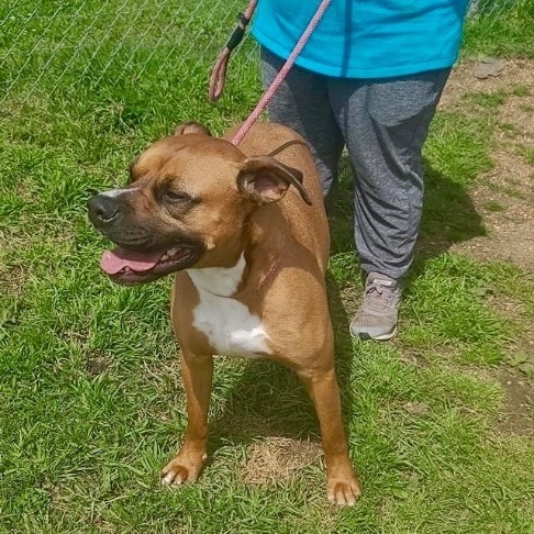 Enlarge Bruno, a Adoptable mixed breed in Southaven , MS image 4/5