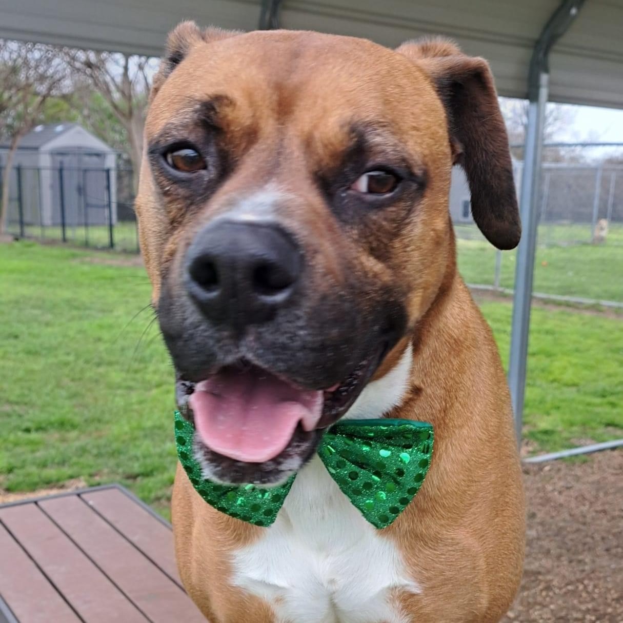 Bruno, Adoptable, Adult Male Boxer.