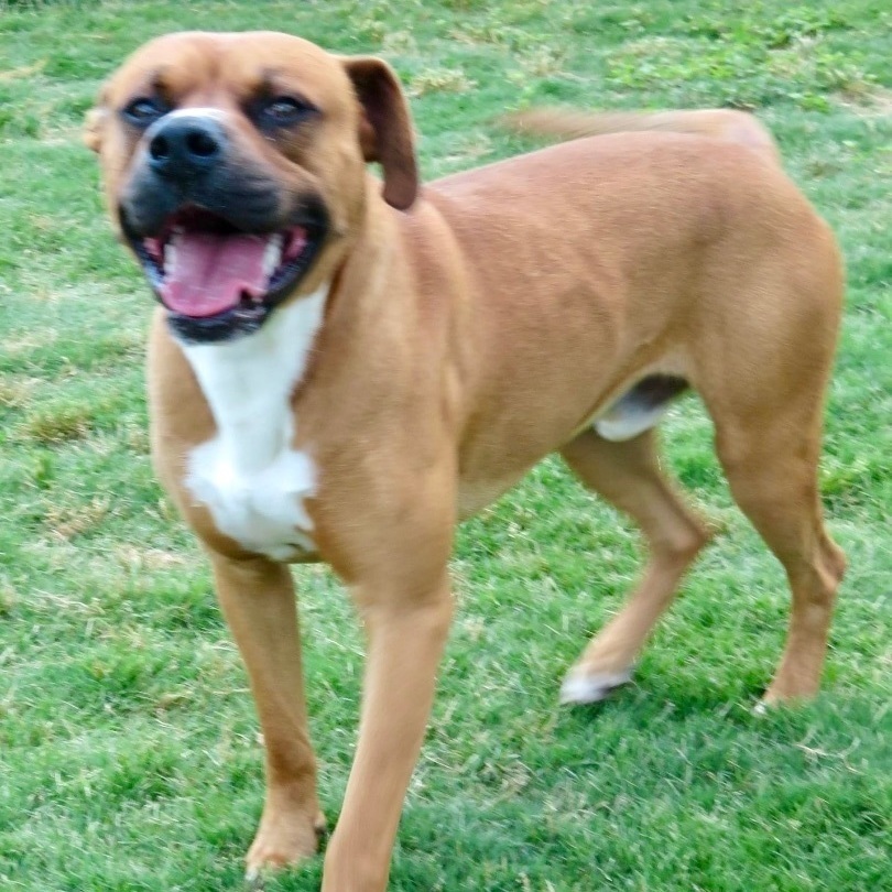Enlarge Bruno, a Adoptable mixed breed in Southaven , MS image 2/5