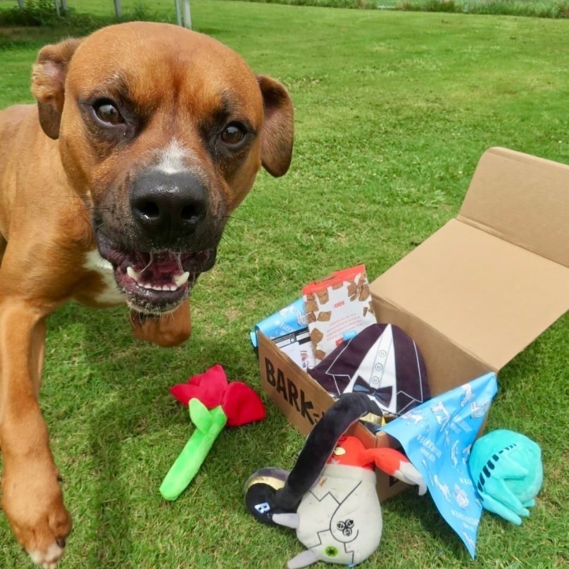 Enlarge Bruno, a Adoptable mixed breed in Southaven , MS image 3/5