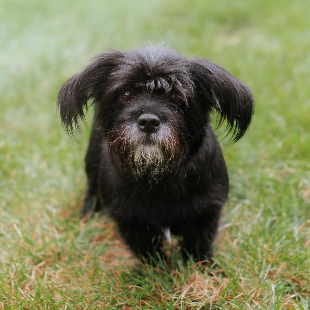 Coco Melon, Adoptable, Adult Female Tibetan Terrier.
