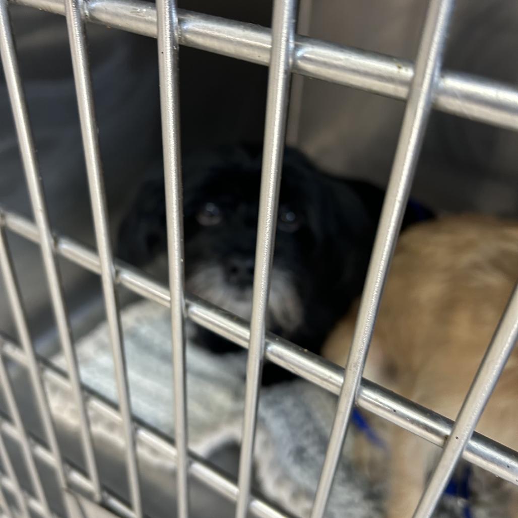 Enlarge Coco Melon, a Adoptable Tibetan Terrier in Northbrook, IL image 2/2