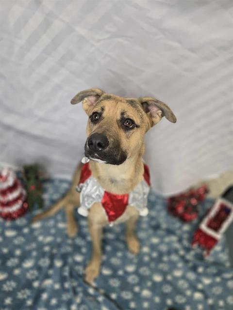 TIMIDA, Adoptable, Young Female German Shepherd Dog & Labrador Retriever.