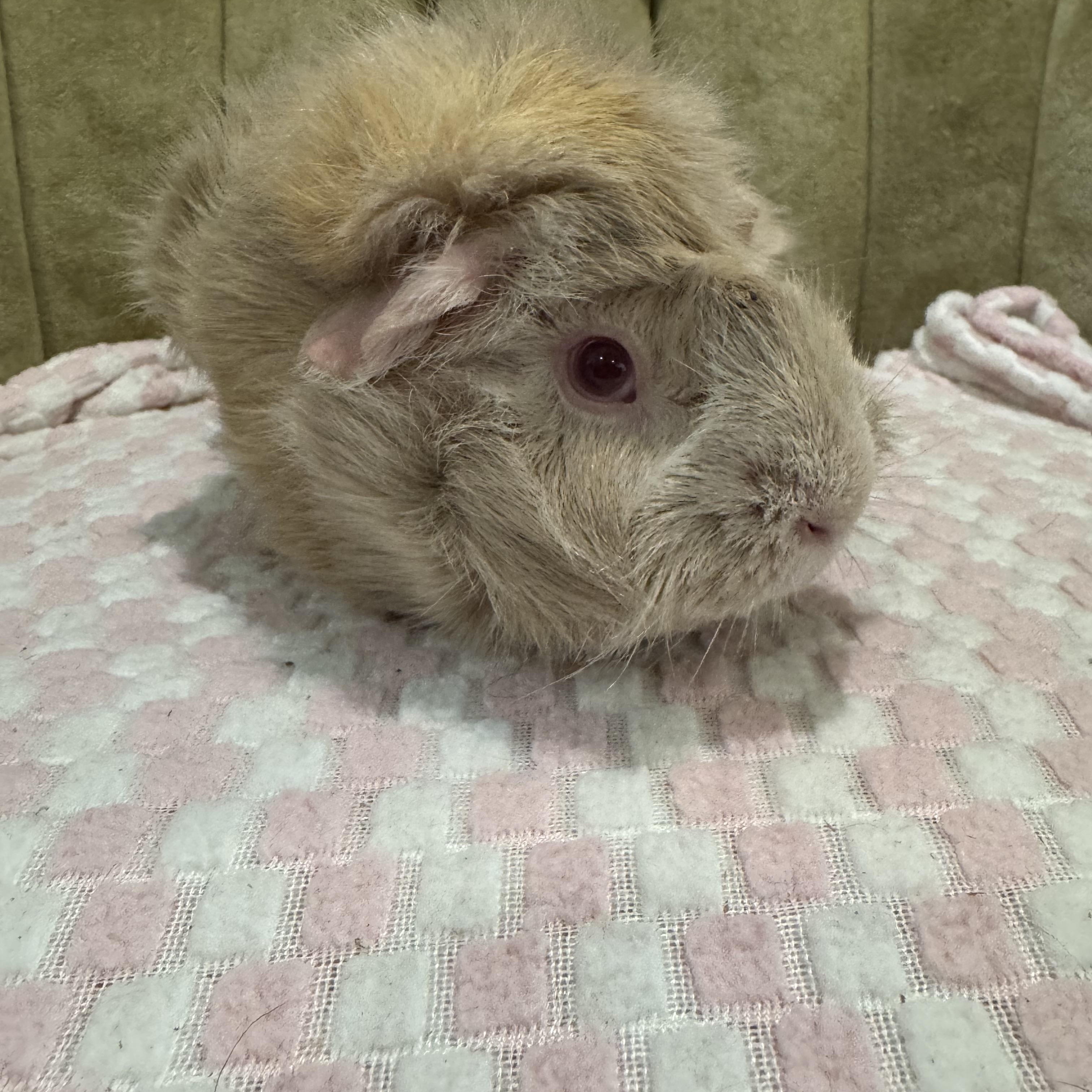 Coco , adopted, Adult Female Abyssinian.