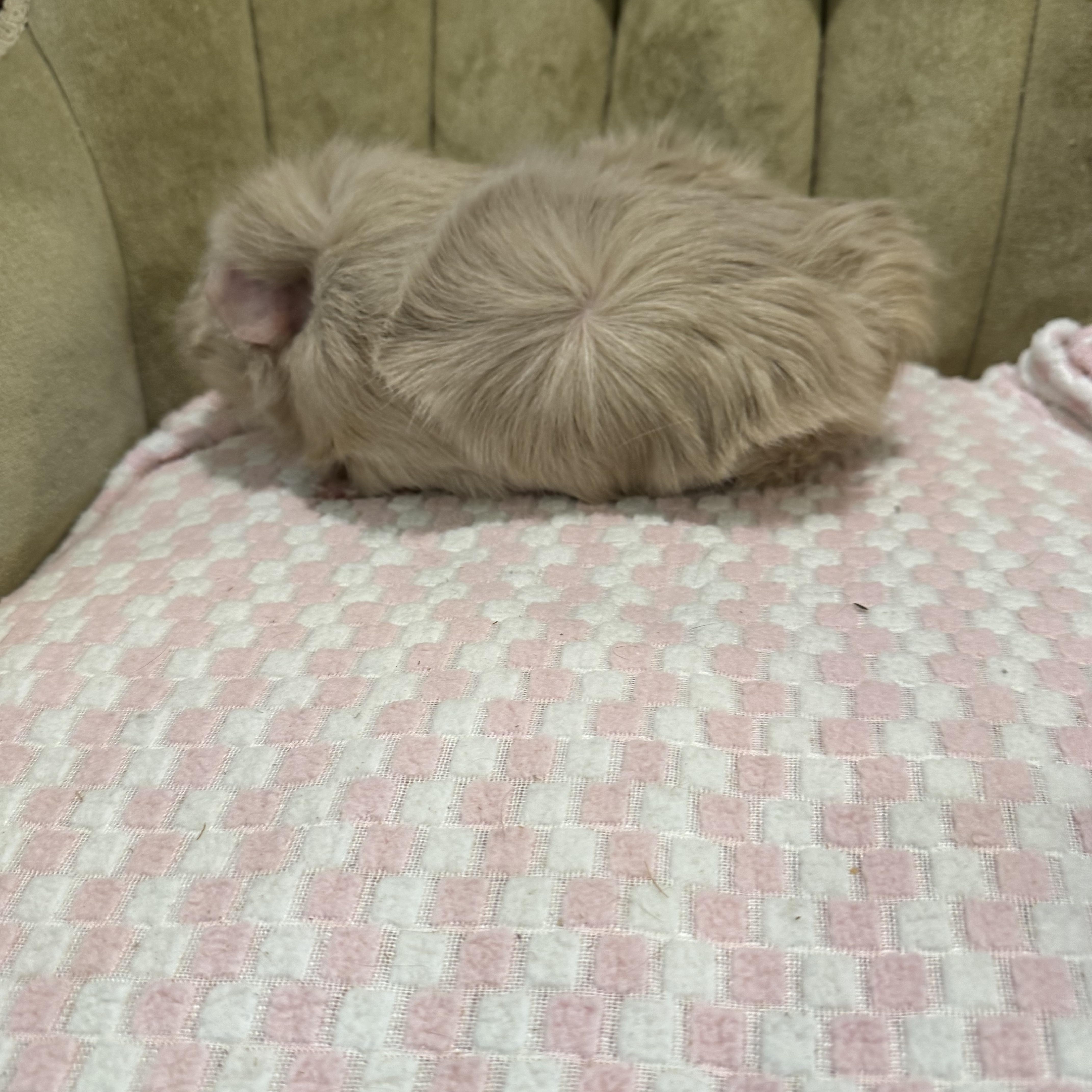 Enlarge Coco , an adopted Abyssinian in Walnut Grove, CA image 2/2