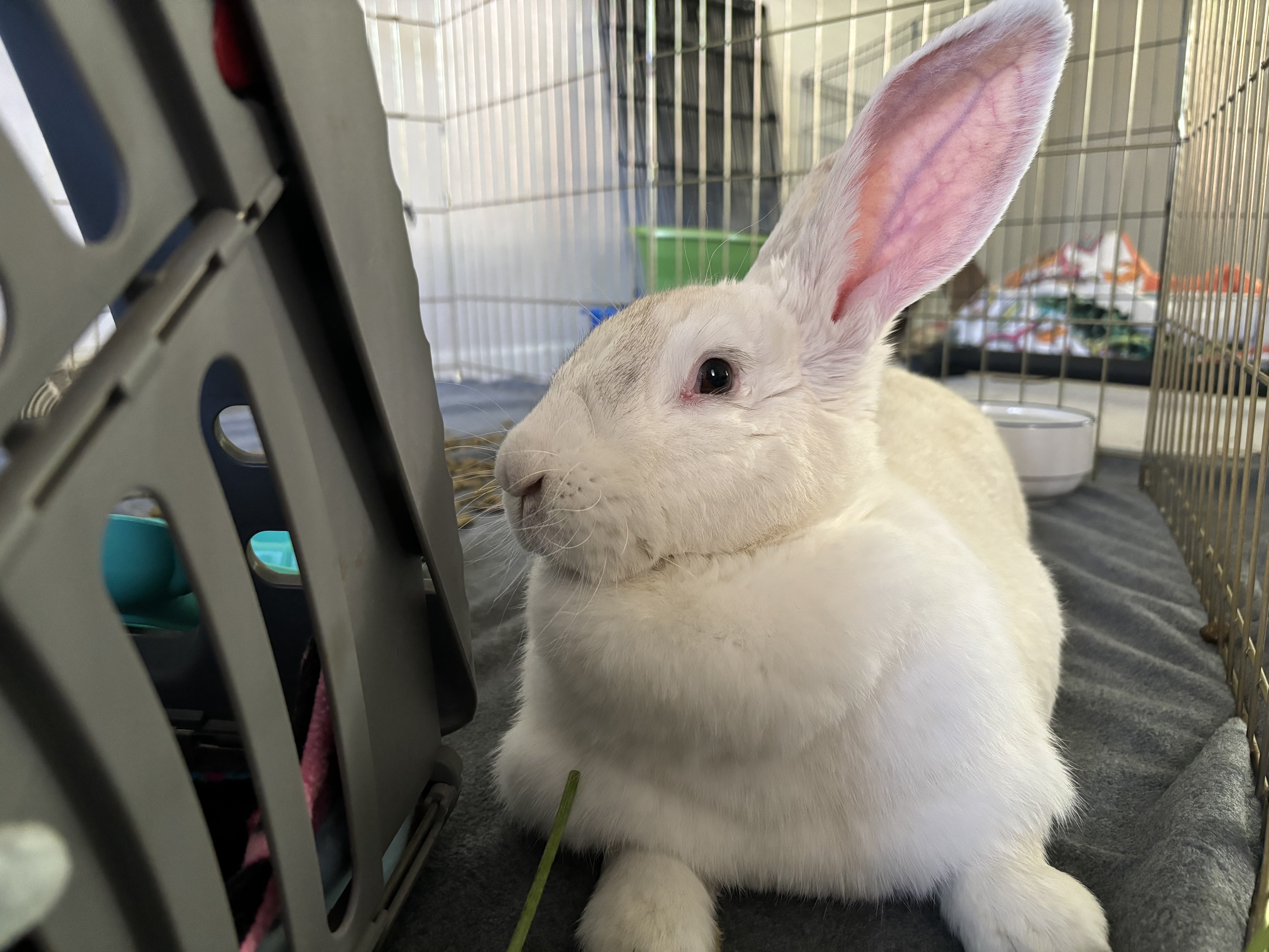 Enlarge Yeti, a Adoptable New Zealand in Willowbrook, IL image 4/5