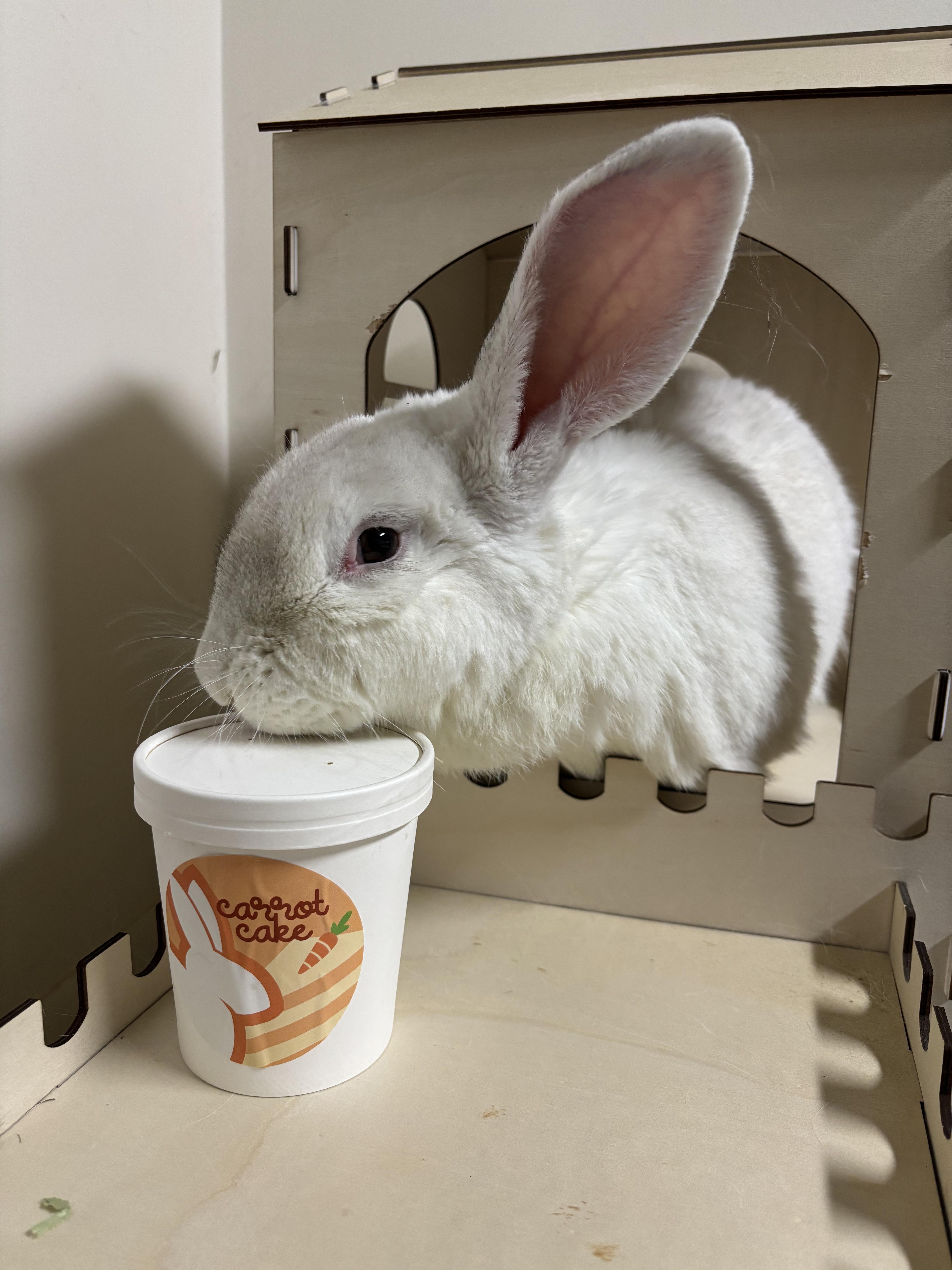 Enlarge Yeti, a Adoptable New Zealand in Willowbrook, IL image 1/5