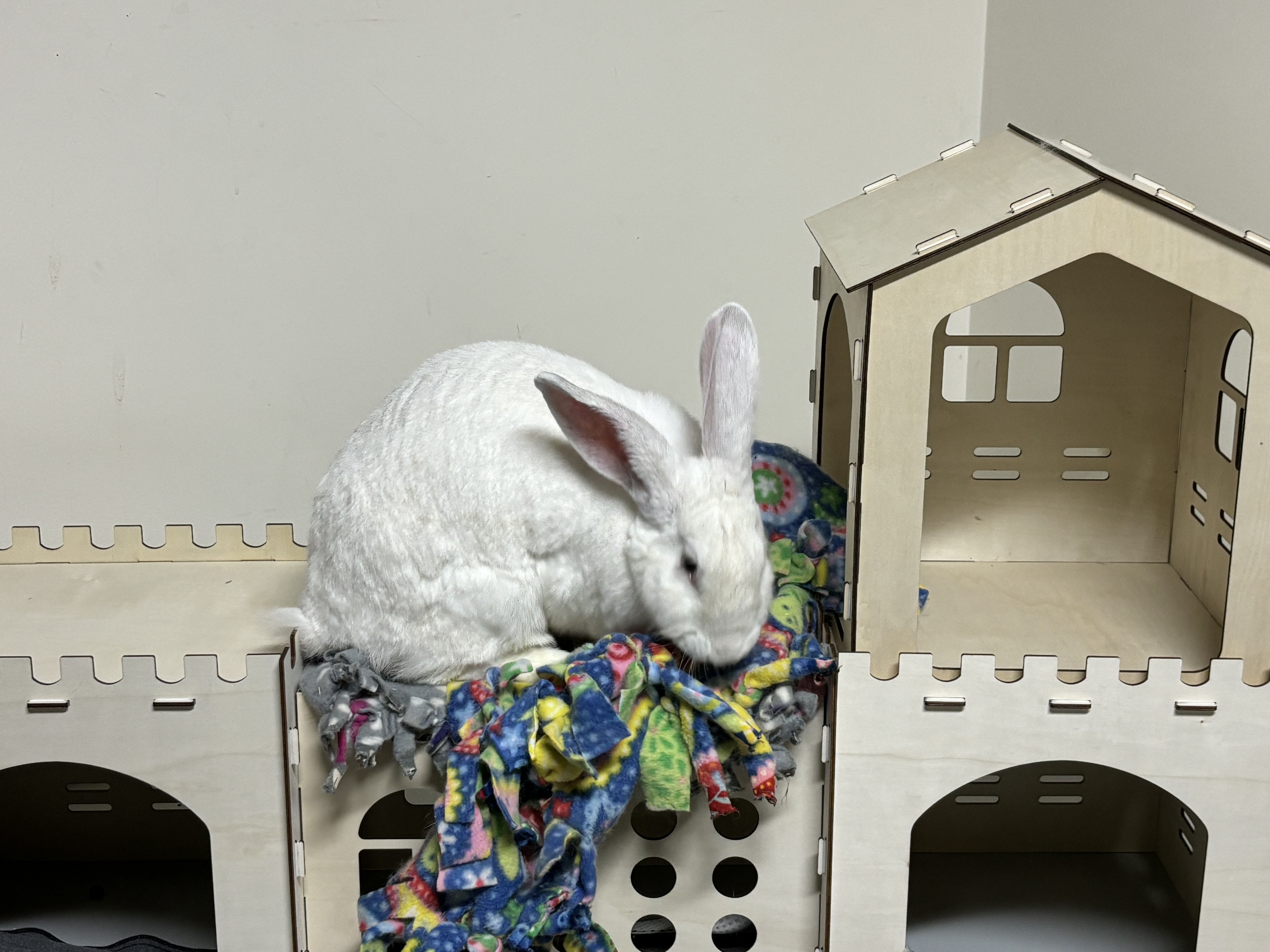 Enlarge Yeti, a Adoptable New Zealand in Willowbrook, IL image 5/5