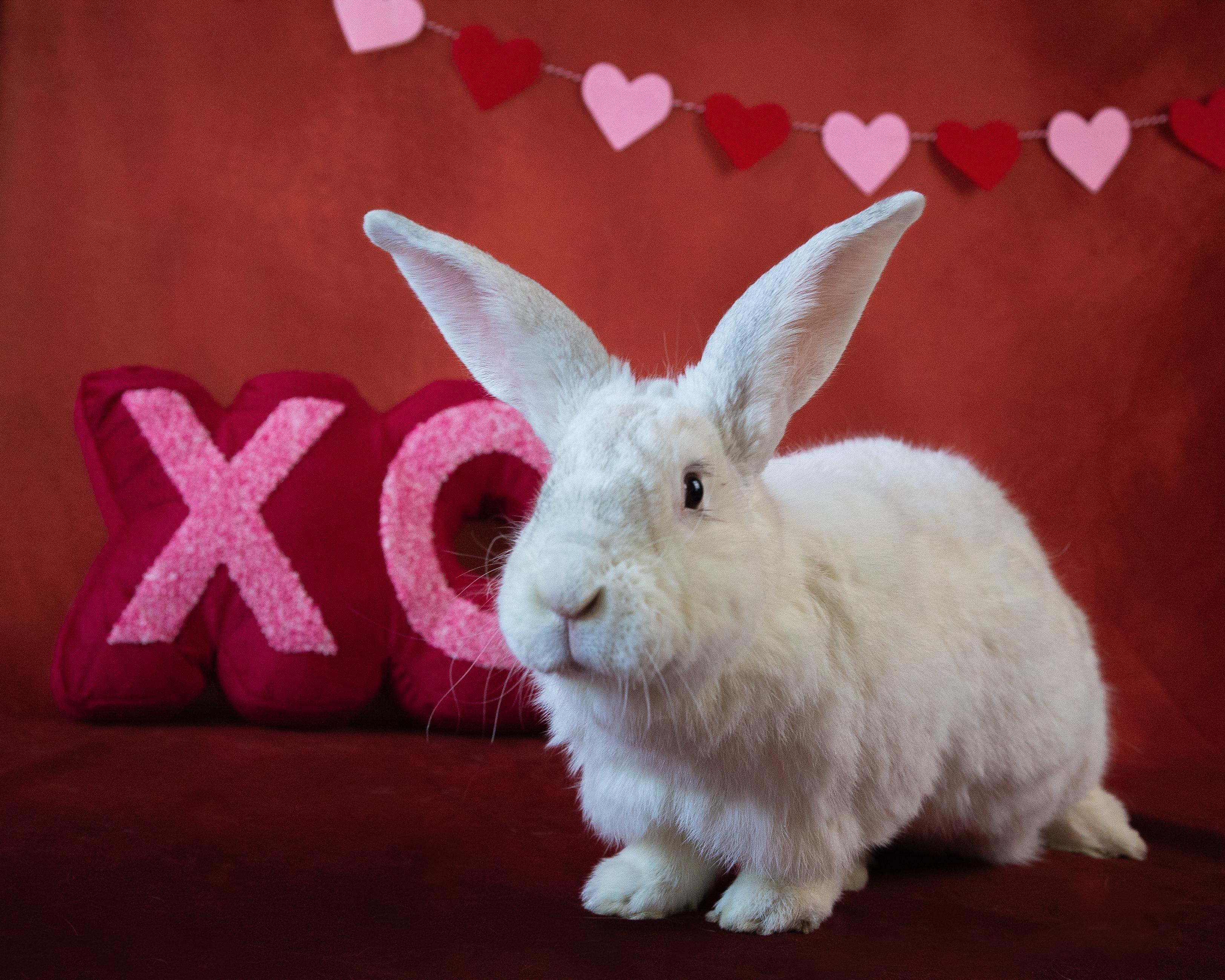 Enlarge Yeti, a Adoptable New Zealand in Willowbrook, IL image 2/5