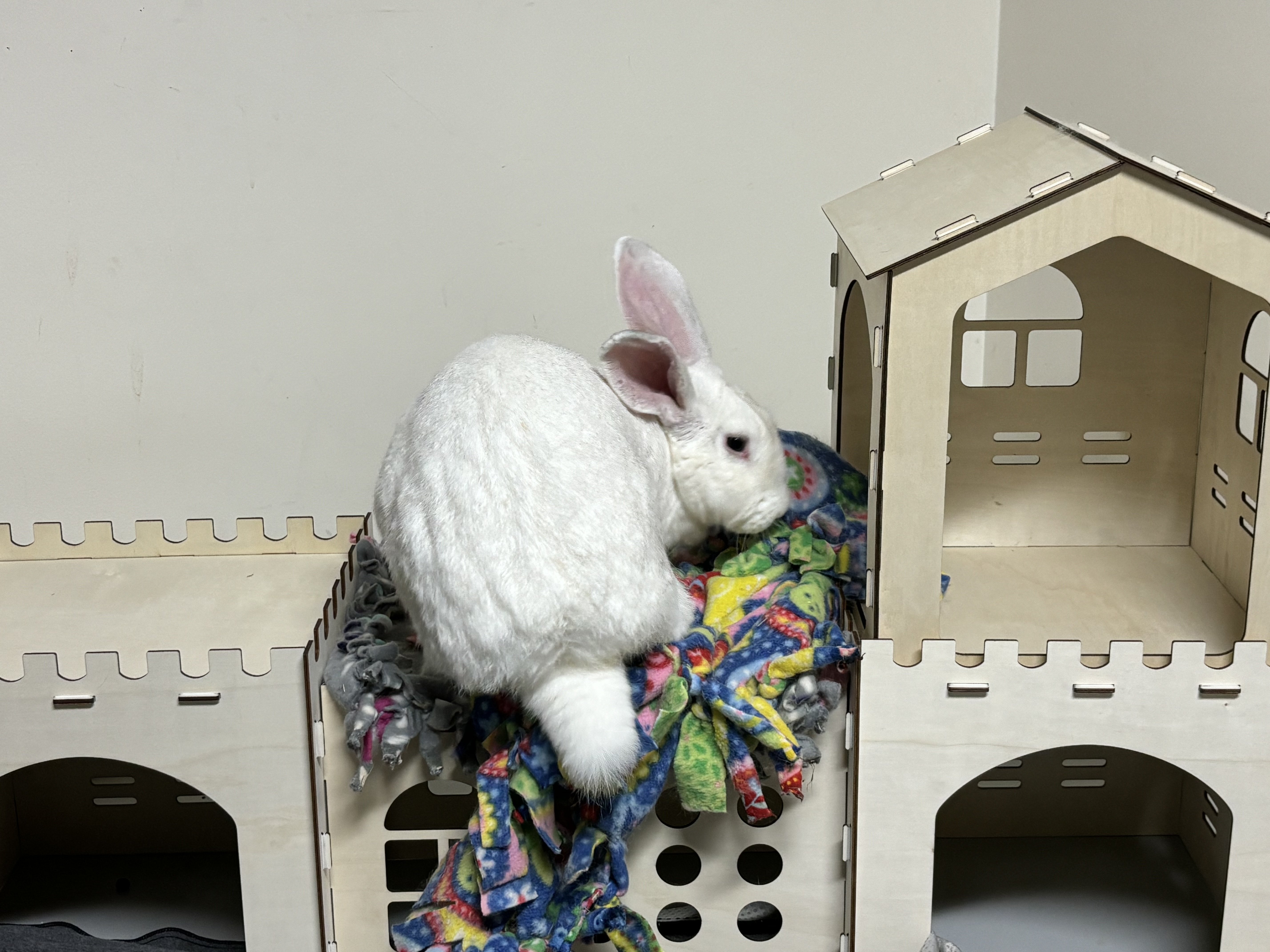Enlarge Yeti, a Adoptable New Zealand in Willowbrook, IL image 3/5