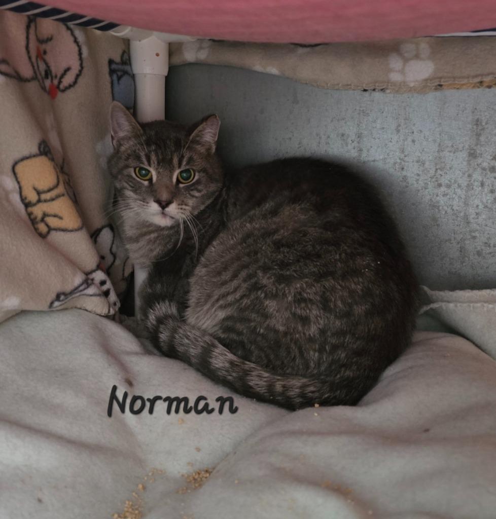 Norman, Adoptable, Young Male Domestic Short Hair.