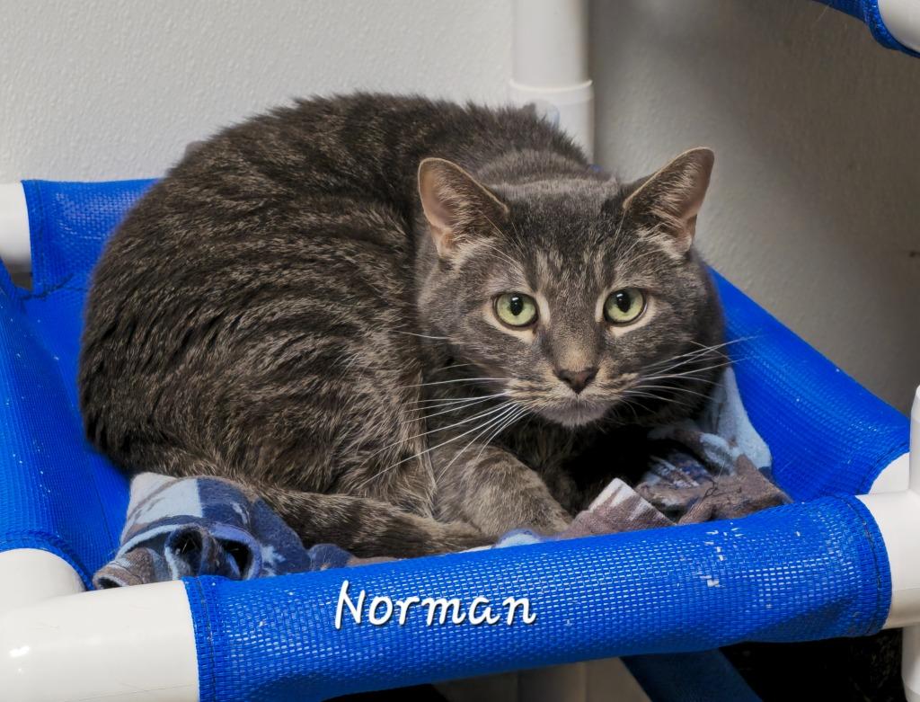 Norman, a Adoptable mixed breed in Cedar Rapids, IA image 2/3