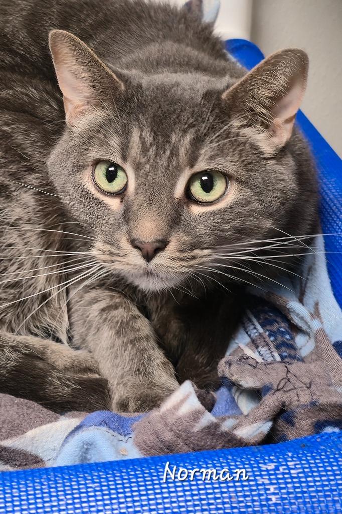 Norman, a Adoptable mixed breed in Cedar Rapids, IA image 3/3
