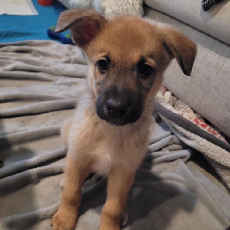 Enlarge Cymbalta, a Adoptable mixed breed in Chaska, MN image 1/3