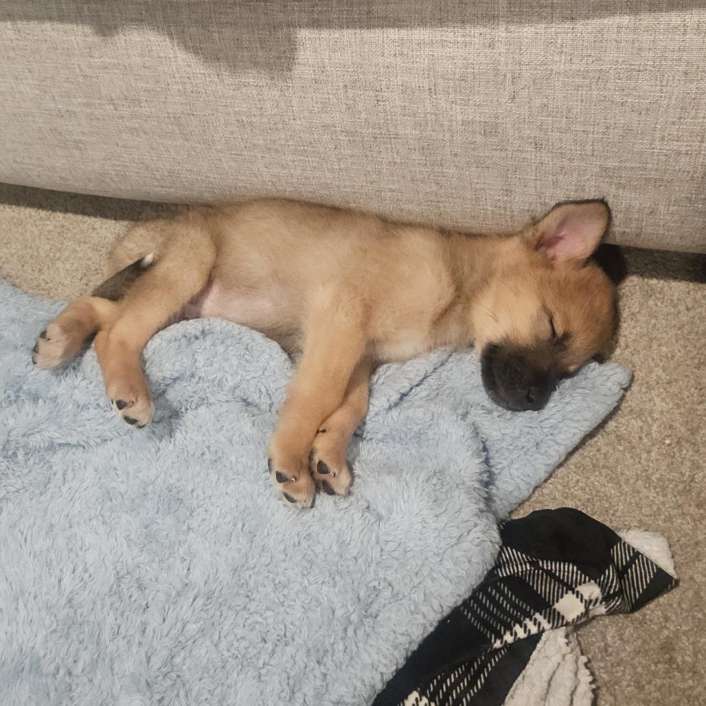 Enlarge Cymbalta, a Adoptable mixed breed in Chaska, MN image 2/3